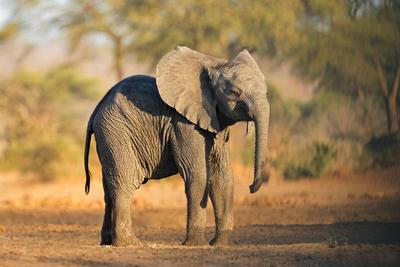 Ein junger afrikanischer Elefant (Loxodonta africana) in seinem nat?rlichen Lebensraum-stock-photo
