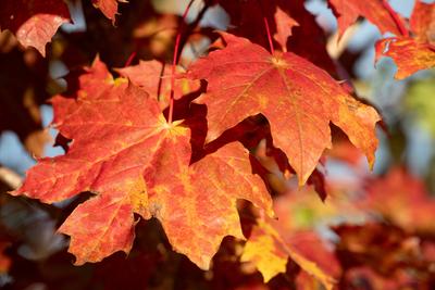 Nahaufnahme von roten Bl?ttern, die im Herbst an einem Baum h?ngen. Die Abendsonne leuchtet.-stock-photo