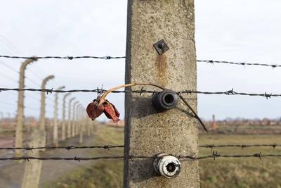 Vertrocknete Rose an einem Stacheldrahtzaun des ehemaligen Konzentrationslagers Auschwitz-Birkenau in Polen am 27.01.20-stock-photo