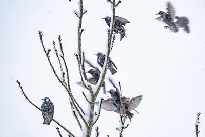 GERMANY - AACHEN - STARLING-stock-foto