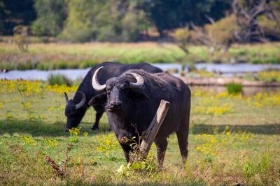Wasserb?ffel im Biotop Beeden (Homburg-Beeden, Saarland) *** Water buffalo in the biotope Beeden Homburg Beeden, Saarla-stock-foto