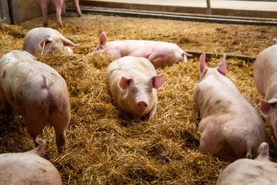 Artgerechte Schweinehaltung in einem Landwirtschaftsbetrieb in Nordbaden, mit Haltung in stabilen Stallgruppen, Tageslic-stock-photo