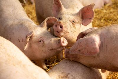 Deutschland 12. Oktober 2022: In einem Betrieb f?r die Schweinezucht, werden die Schweine auf Stroh gehalten. Bei der St-stock-foto