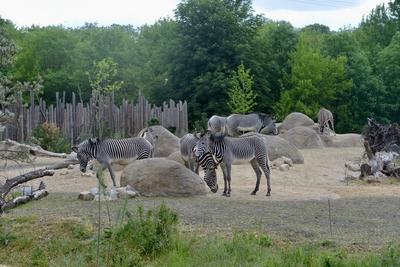 RECORD DATE NOT STATED Berlin 25.05.2023 Tierpark Berlin Friedrichsfelde Er?ffnung Giraffenpfad und Savannenlandschaft *-stock-foto