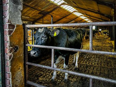 Deutschland, Europa, Landwirtschaft, Viehhaltung, Kuhstall, Schwarzbunte Kuh, Stallgitter, Tierkennzeichnung, industriel-stock-photo