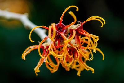 Hamamelis-stock-foto