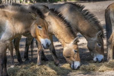 Diese Przewalskipferde (Equus przewalski) im Tierpark Berlin-Friedrichsfelde werden in wenigen Wochen in der Steppe in K-stock-photo
