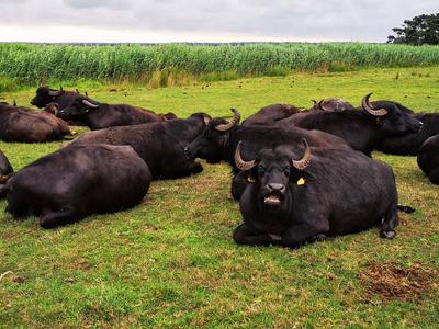 wasserb?ffel,rinderherde,bubalus bubalis,b?ffel,herde,herden,rinder,rinderherden,tierherde,tierherden *** water buffalo,-stock-foto