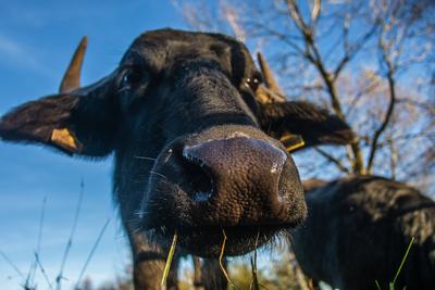 Ein Wasserb?ffel blickt in die Kamera. Wasserb?ffel (Bubalus arnee) wurden im Naturschutzgebiet Moosm?hle ausgesetzt um-stock-foto