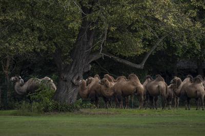 Eine Gruppe Trampeltiere (Camelus ferus), auch Zweih?ckriges Kamel genannt, im Tierpark Berlin-Friedrichsfelde. *** A gr-stock-foto