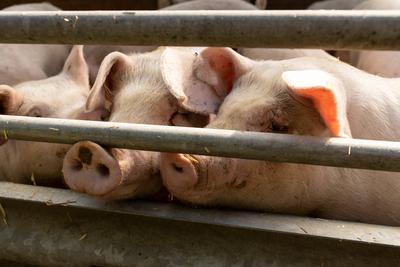 Deutschland 12. Oktober 2022: In einem Betrieb f?r die Schweinezucht, werden die Schweine auf Stroh gehalten. Bei der St-stock-foto