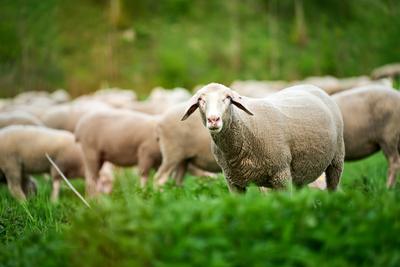 Augsburg, Bavaria, Germany - April 13, 2024: Flock of sheep in the pasture. Sheep eating grass in a meadow *** Schafherd-stock-foto