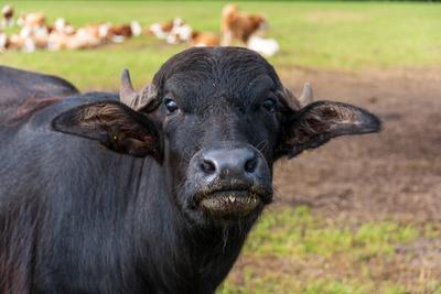 Freilaufende Wasserb?ffel auf einer Weide im Sommer *** Free-range water buffalo on a pasture in summer-stock-foto