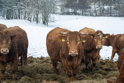 K?he auf der Weide 14.01.2024,Selters: Symbolfoto, Symbolbild, Illustrationsfoto, Illustrationsbild Szene mit einer Herd-stock-photo