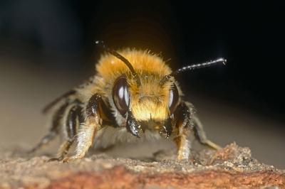 Garten Blattschneiderbiene Gartenblattschneiderbiene Megachile willughbiella Maennchen sitzt auf-stock-photo