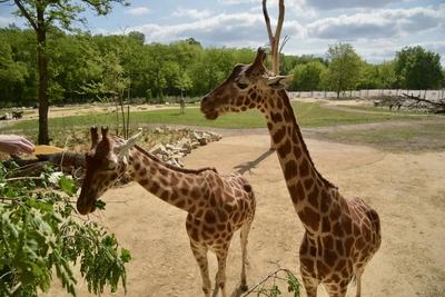 RECORD DATE NOT STATED Berlin 25.05.2023 Tierpark Berlin Friedrichsfelde Eröffnung Giraffenpfad und Savannenlandschaft *-stock-foto