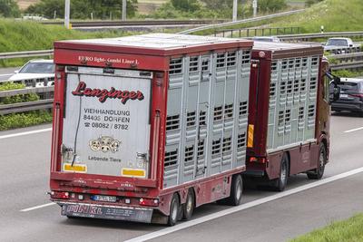 Lkw auf der Autobahn A8 bei Weilheim an der Teck. Tiertransporter. // 18.05.2023: Weilheim an der Teck, Baden-Württember-stock-photo
