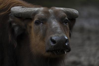 Ein Rotbüffel (Syncerus caffer nanus) im Tierpark Berlin-Friedrichsfelde. *** A red buffalo Syncerus caffer nanus in the-stock-foto