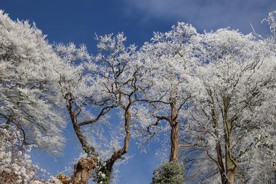 Frostige Temperaturen in Hamburg sorgen f?r sch?ne Wintermotive. *** Frosty temperatures in Hamburg make for beautiful w-stock-foto