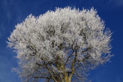 Frostige Temperaturen in Hamburg sorgen f?r sch?ne Wintermotive. *** Frosty temperatures in Hamburg make for beautiful w-stock-foto