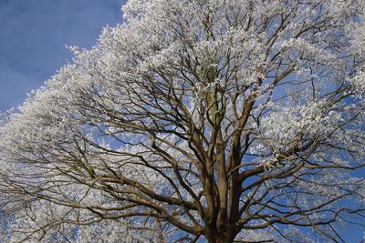Frostige Temperaturen in Hamburg sorgen f?r sch?ne Wintermotive. *** Frosty temperatures in Hamburg make for beautiful w-stock-foto