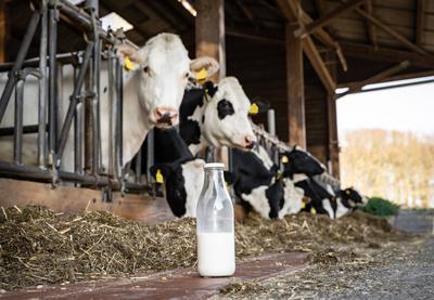 Die Milch machts - eine symbolische Milchflasche steht auf dem Futtergang vor einigen K?hen im Rindviehstall. Milchvieh-stock-foto
