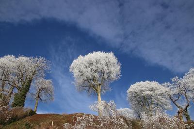 Frostige Temperaturen in Hamburg sorgen f?r sch?ne Wintermotive. *** Frosty temperatures in Hamburg make for beautiful w-stock-foto