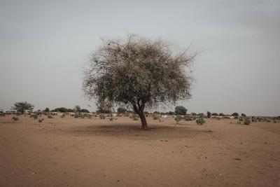  Sudanese refugees in Chad - 18/06/2024 - chad / ? Adre ? - Sudanese refugees in Chad PUBLICATIONxNOTxINxFRAxRUS Adrien-stock-photo