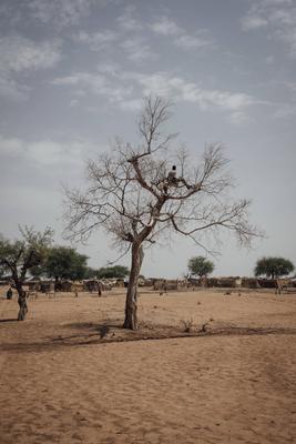  Sudanese refugees in Chad - 21/06/2024 - chad / ? Adre ? - A man in a tree in the informal Sudanese refugee camp in th-stock-photo