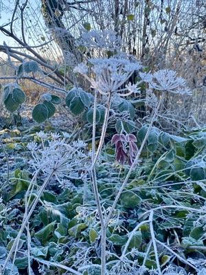 RECORD DATE NOT STATED 20.12.2024 Sachsen Anhalt Sachsen-Anhalt W?rlitz Frost Eis Reif Winter K?lte vereiste Natur dekor-stock-foto