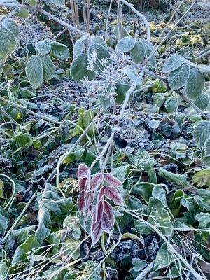 RECORD DATE NOT STATED 20.12.2024 Sachsen Anhalt Sachsen-Anhalt W?rlitz Frost Eis Reif Winter K?lte vereiste Natur dekor-stock-foto