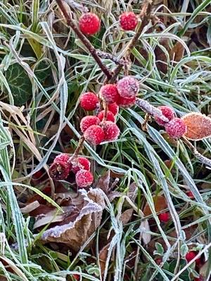RECORD DATE NOT STATED 20.12.2024 Sachsen Anhalt Sachsen-Anhalt W?rlitz Frost Eis Reif Winter K?lte vereiste Natur dekor-stock-foto