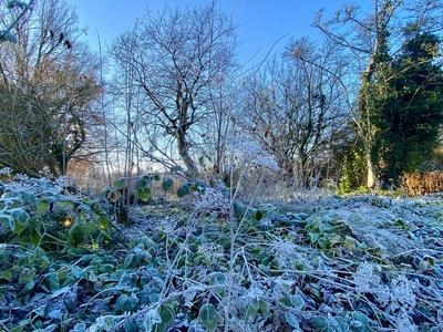 RECORD DATE NOT STATED 20.12.2024 Sachsen Anhalt Sachsen-Anhalt W?rlitz Frost Eis Reif Winter K?lte vereiste Natur dekor-stock-foto
