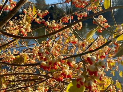 RECORD DATE NOT STATED 20.12.2024 Sachsen Anhalt Sachsen-Anhalt W?rlitz Frost Eis Reif Winter K?lte vereiste Natur dekor-stock-foto