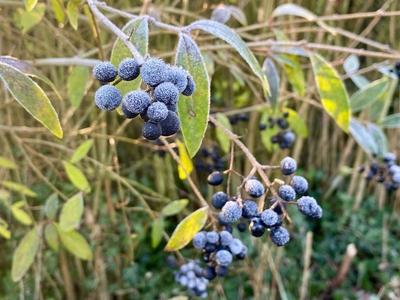 News Bilder des Tages RECORD DATE NOT STATED 20.12.2024 Sachsen Anhalt Sachsen-Anhalt W?rlitz Frost Eis Reif Winter K?lt-stock-foto