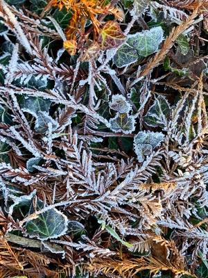 RECORD DATE NOT STATED 20.12.2024 Sachsen Anhalt Sachsen-Anhalt W?rlitz Frost Eis Reif Winter K?lte vereiste Natur dekor-stock-foto