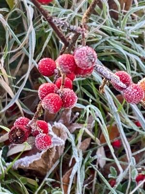 RECORD DATE NOT STATED 20.12.2024 Sachsen Anhalt Sachsen-Anhalt W?rlitz Frost Eis Reif Winter K?lte vereiste Natur dekor-stock-foto
