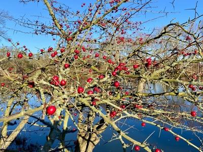 RECORD DATE NOT STATED 20.12.2024 Sachsen Anhalt Sachsen-Anhalt W?rlitz Frost Eis Reif Winter K?lte vereiste Natur dekor-stock-foto