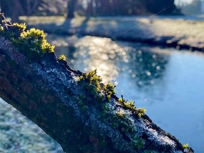 RECORD DATE NOT STATED 20.12.2024 Sachsen Anhalt Sachsen-Anhalt W?rlitz Frost Eis Reif Winter K?lte vereiste Natur dekor-stock-foto