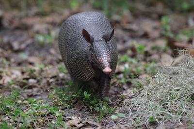 Armadillo Walking In Florida Circle B Bar Reserve Armadillo Walking In Florida Circle B Bar Reserve Copyright: xZoonar.c-stock-foto
