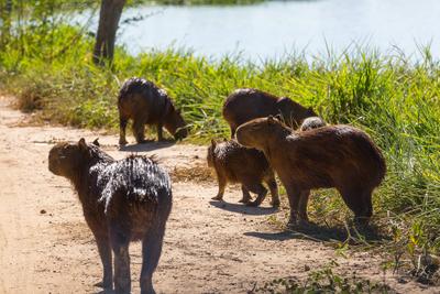 Capybara Capybara in the Pantanal, Brazil, South America Copyright: xZoonar.com/GalynaxAndrushkox 21983271-stock-photo