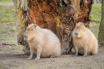 Portrait of a capivara sitting in a zoo, cloudy day in winter Austria-stock-foto