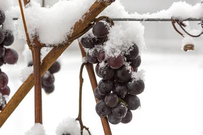 Weintrauben Fr?chte mit Schnee *** Grapes fruits with snow 1065524435-stock-foto