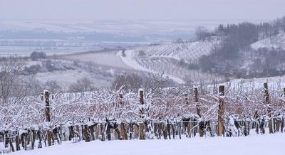Impression Weingarten Winter Weinviertel ?sterreich *** Impression Weingarten Winter Weinviertel Au-stock-photo