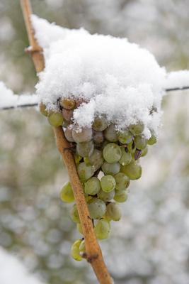 Weintrauben Fr?chte mit Schnee *** Grapes fruits with snow 1065524437-stock-foto