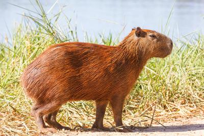 Capybara Capybara in the Pantanal, Brazil, South America Copyright: xZoonar.com/GalynaxAndrushkox 21896975-stock-photo