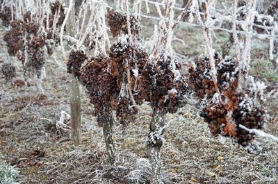 Gefrorene blaue Trauben mit Raureif h?ngen nach im Weinberg, Weinanbaugebiet Rheinhessen, Rheinland-Pfalz *** Frozen blu-stock-foto