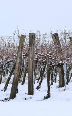 Impression Weingarten Winter Weinviertel ?sterreich *** Impression Weingarten Winter Weinviertel Au-stock-photo
