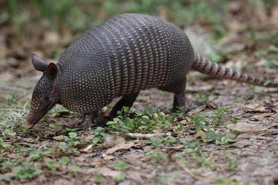 Armadillo Walking In Florida Circle B Bar Reserve Armadillo Walking In Florida Circle B Bar Reserve Copyright: xZoonar.c-stock-foto