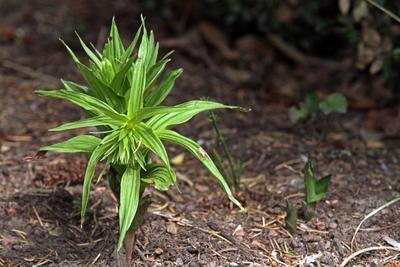 Wilde Orchideen An einer gesch?tzten Stelle in der Landschaft erscheint eine Breitbl?ttrige Stendelw-stock-foto